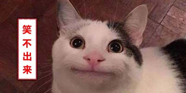 �������ڶ�����ֻСè�������� ���Ҳ��ò���ЦΪ��