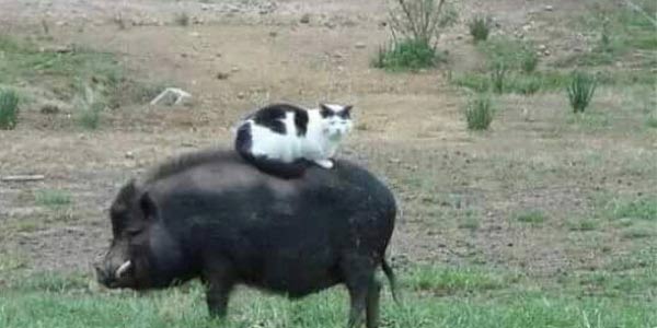 ���һ�����죬�ְ����ٴ������ǳ�