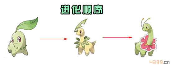 菊草叶进化图图片